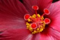 /album/priroda/hibiscus-rosa-sinesis-jpg/